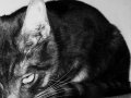 sarcastic_meow_by_lovelesssorrow-d3jizzg.jpg